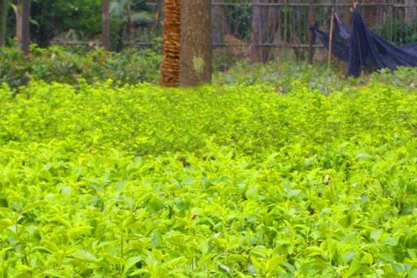 9159金莎游艺场女贞