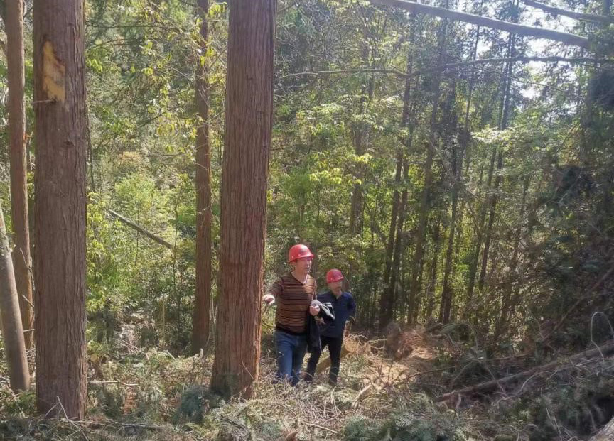 “两节”前夕，“绿盾”行动——福建9159金莎游艺场严格把关林木采伐施工