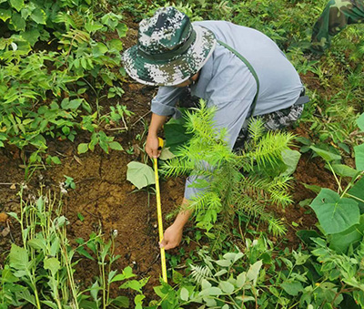 严把森林培育质量关，谱写资源培育新篇章