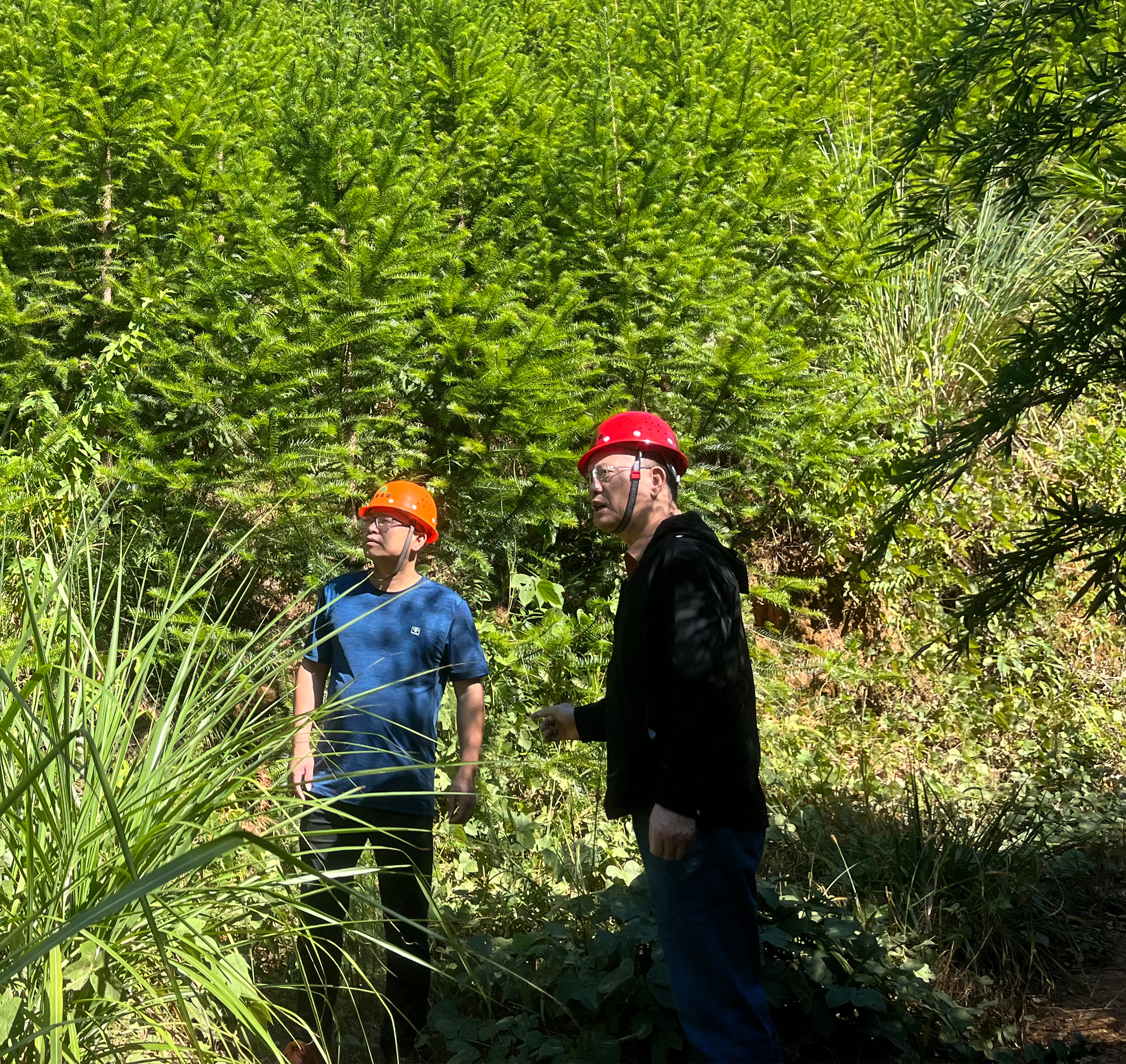 福建9159金莎游艺场林长深入开展巡林督导工作