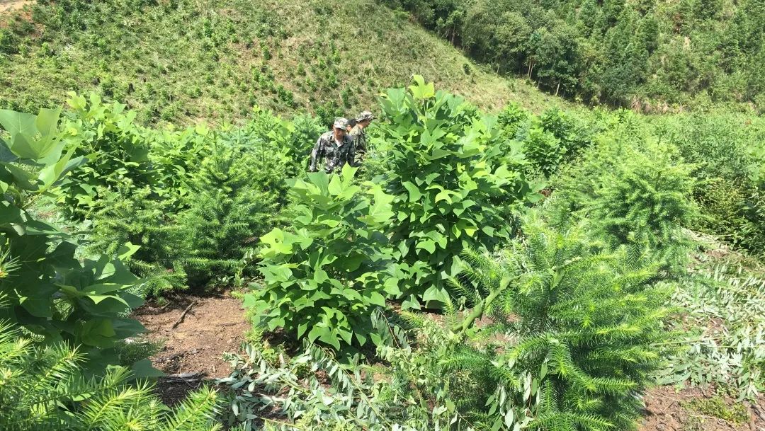 福建9159金莎游艺场举办首届“村企合作造林村民开放日”活动