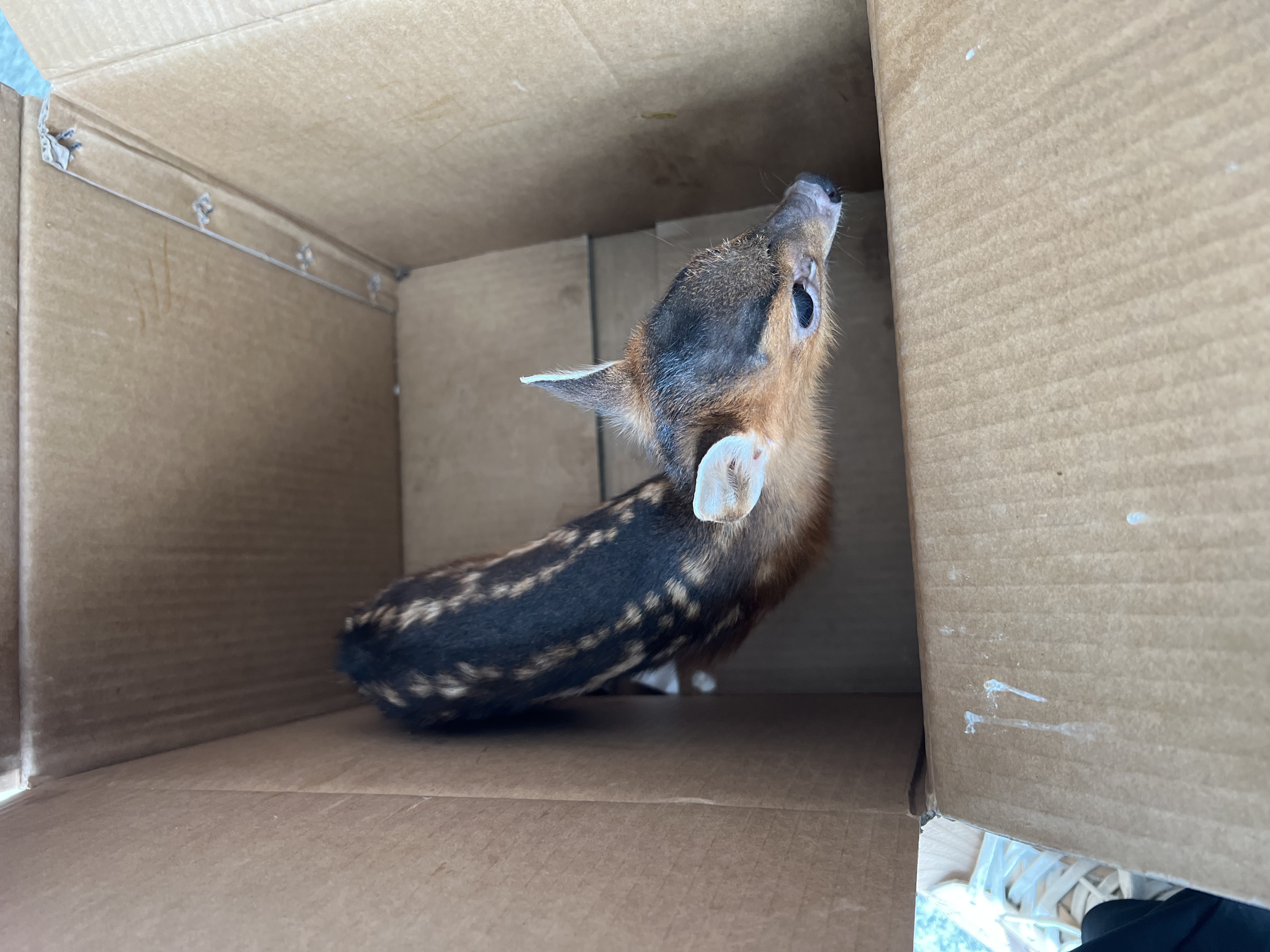 保护野生动物 守护共同家园   ——福建9159金莎游艺场成功救助国家"三有"保护动物幼年山麂